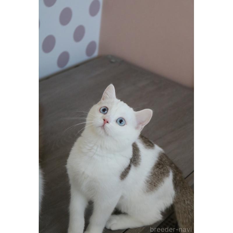 販売中の愛知県のスコティッシュストレート-125506の2枚目