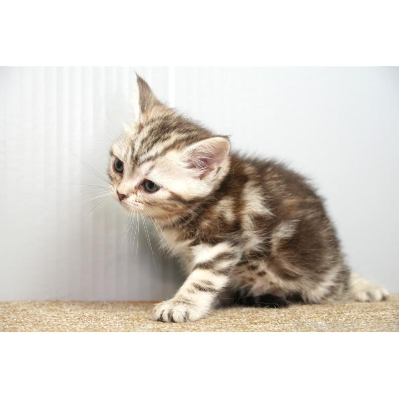 販売中の埼玉県のアメリカンショートヘア-131325の4枚目