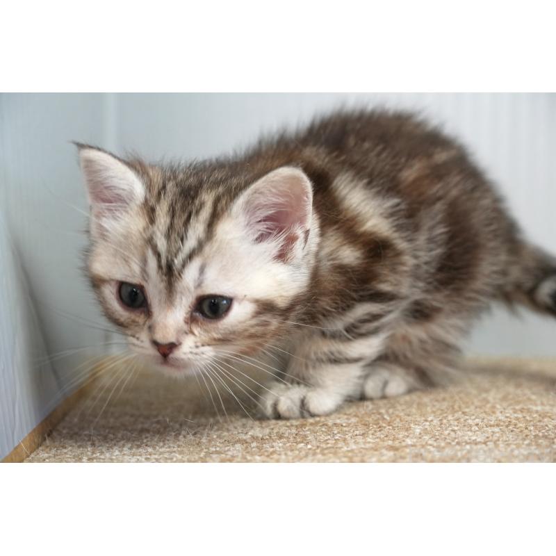 販売中の埼玉県のアメリカンショートヘア-131325の3枚目