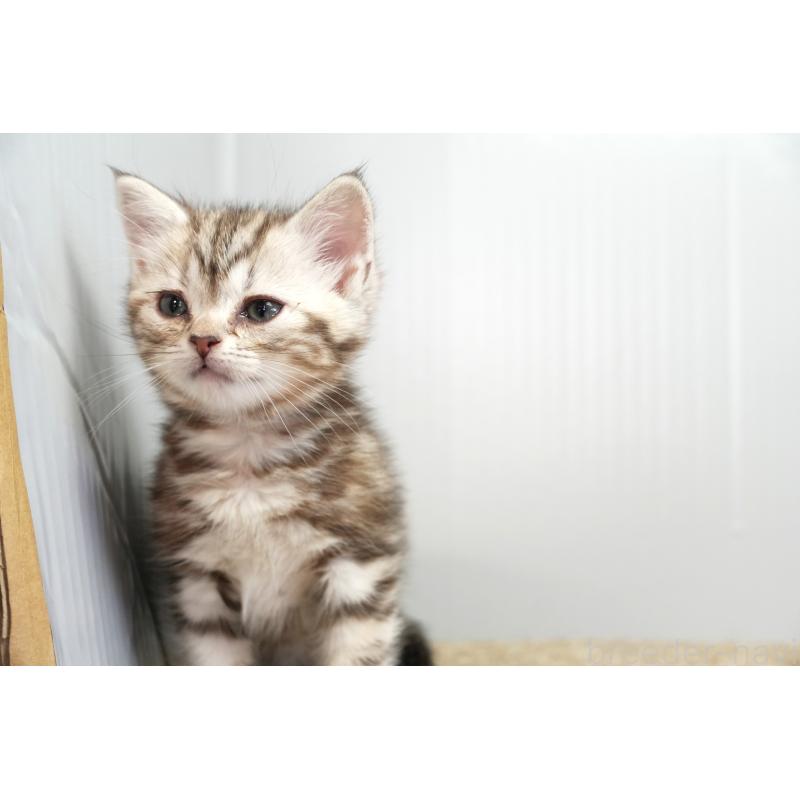 販売中の埼玉県のアメリカンショートヘア-131325の2枚目