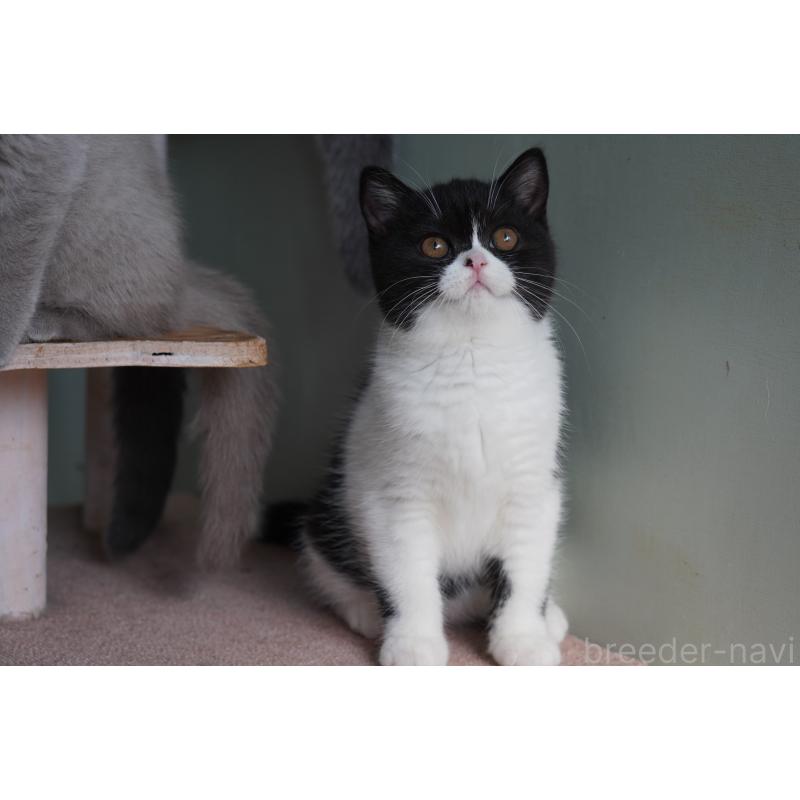 販売中の滋賀県のブリティッシュショートヘア-131327の5枚目