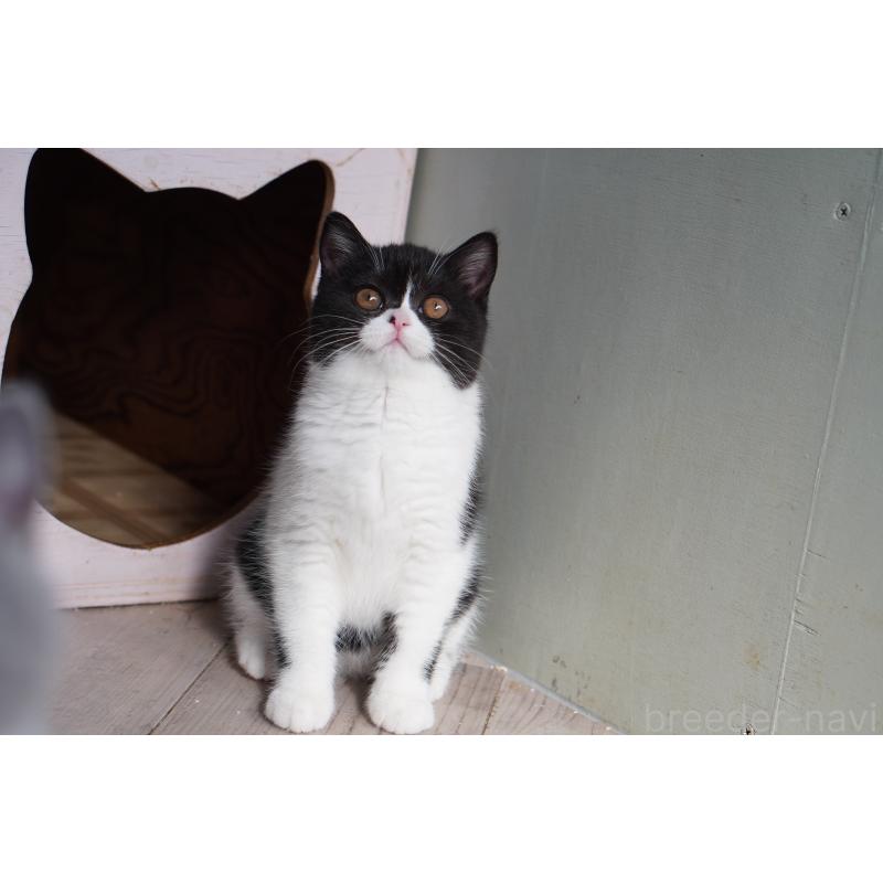 販売中の滋賀県のブリティッシュショートヘア-131327の4枚目