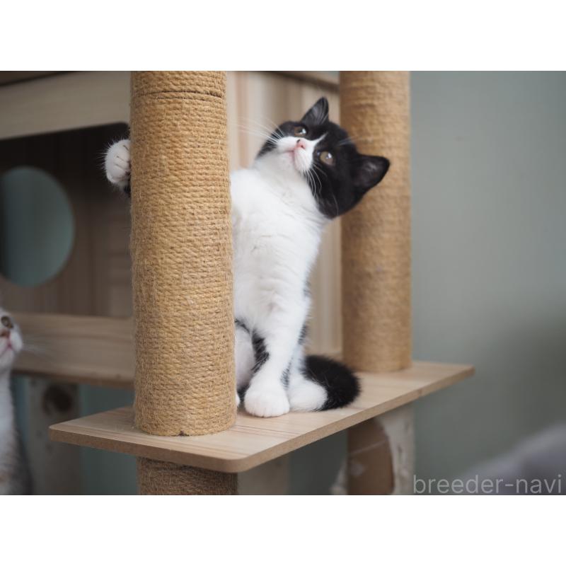 販売中の滋賀県のブリティッシュショートヘア-131327の3枚目