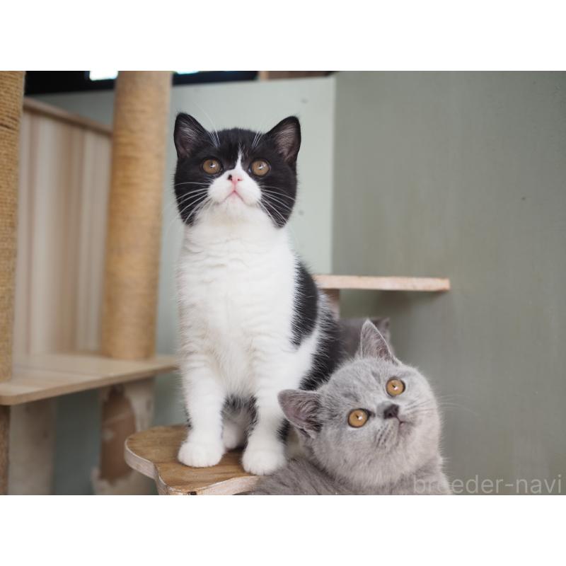 販売中の滋賀県のブリティッシュショートヘア-131327の2枚目