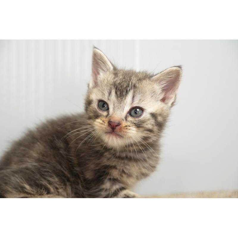 販売中の埼玉県のアメリカンショートヘア-131328の6枚目