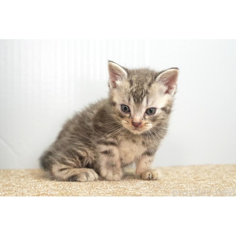 販売中の埼玉県のアメリカンショートヘア-131328の5枚目