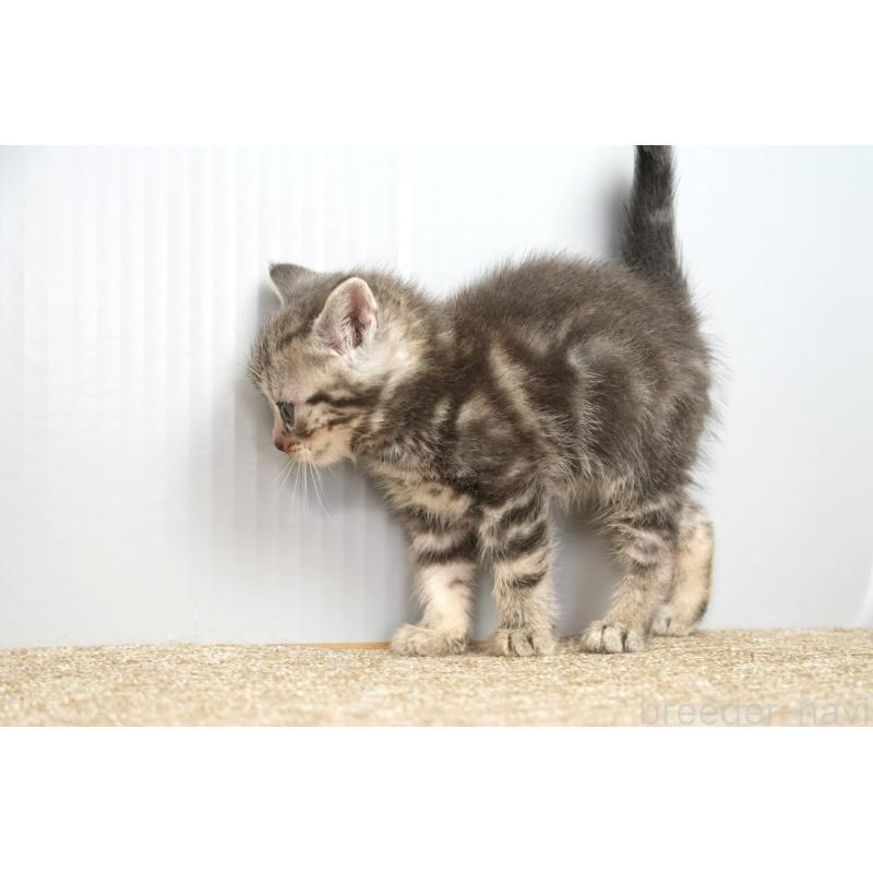 販売中の埼玉県のアメリカンショートヘア-131328の4枚目