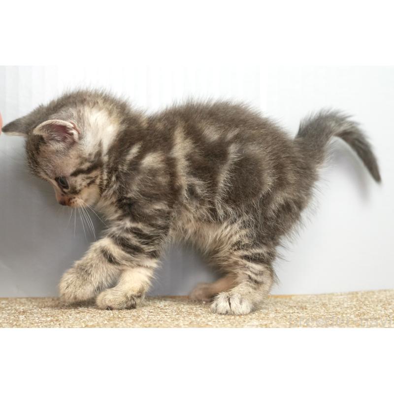 販売中の埼玉県のアメリカンショートヘア-131328の3枚目