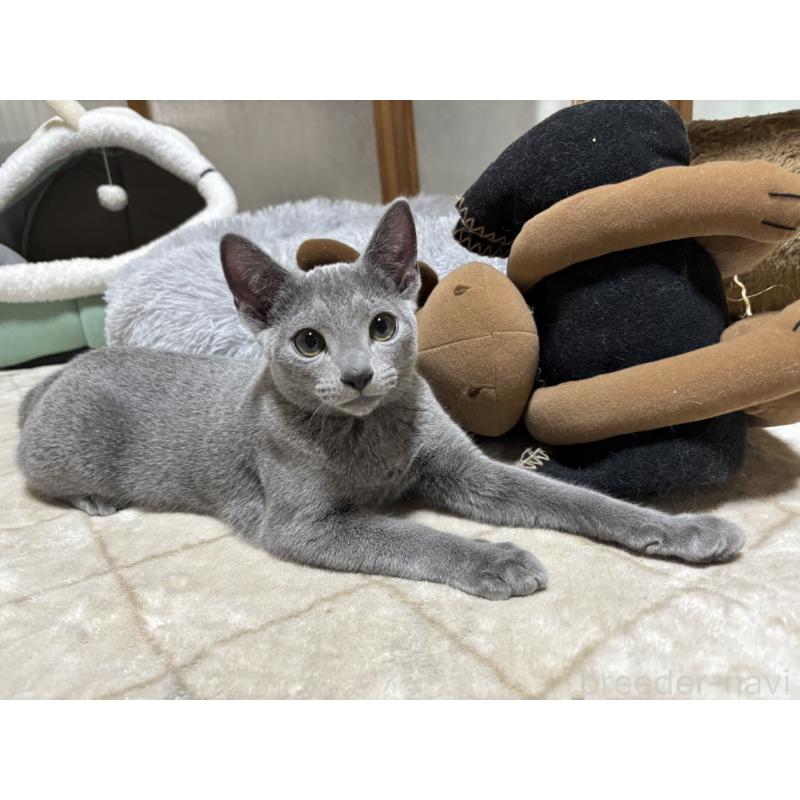 販売中の静岡県のロシアンブルー-131329の4枚目