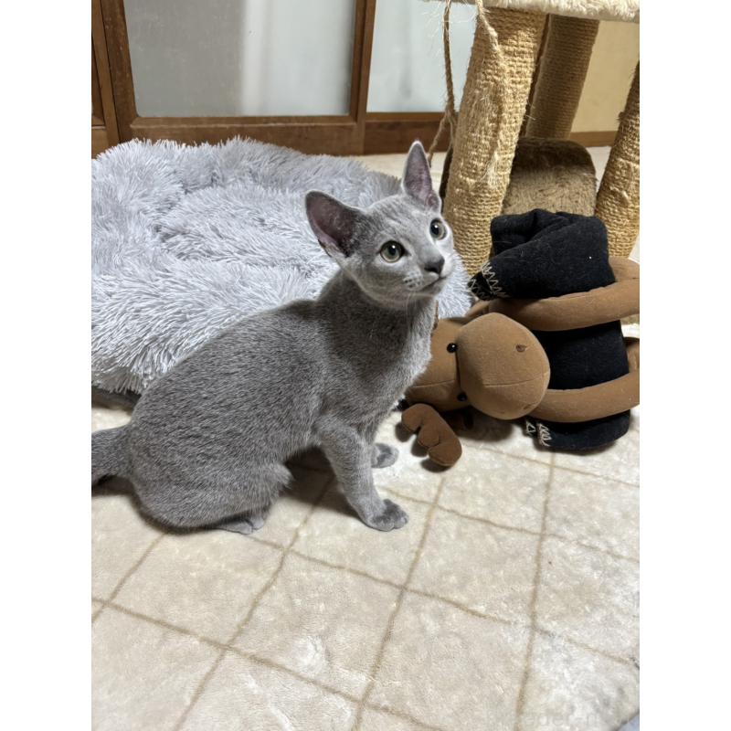 販売中の静岡県のロシアンブルー-131329の3枚目