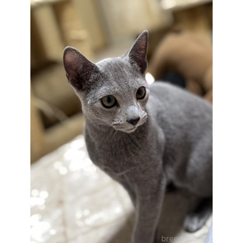 販売中の静岡県のロシアンブルー-131329の2枚目