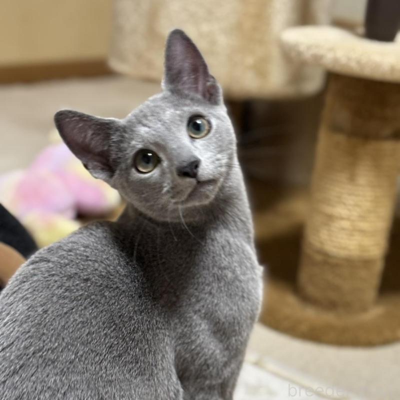 販売中の静岡県のロシアンブルー-131329の1枚目