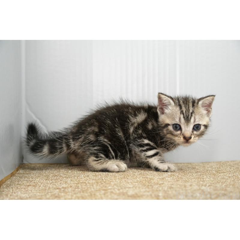 販売中の埼玉県のアメリカンショートヘア-131330の7枚目