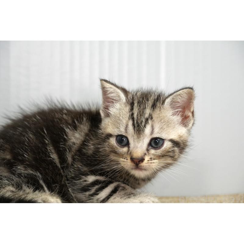 販売中の埼玉県のアメリカンショートヘア-131330の6枚目