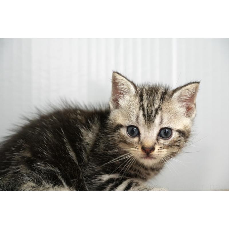 販売中の埼玉県のアメリカンショートヘア-131330の5枚目