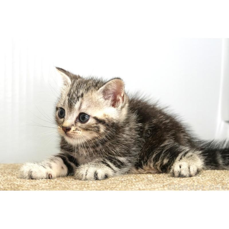 販売中の埼玉県のアメリカンショートヘア-131330の4枚目