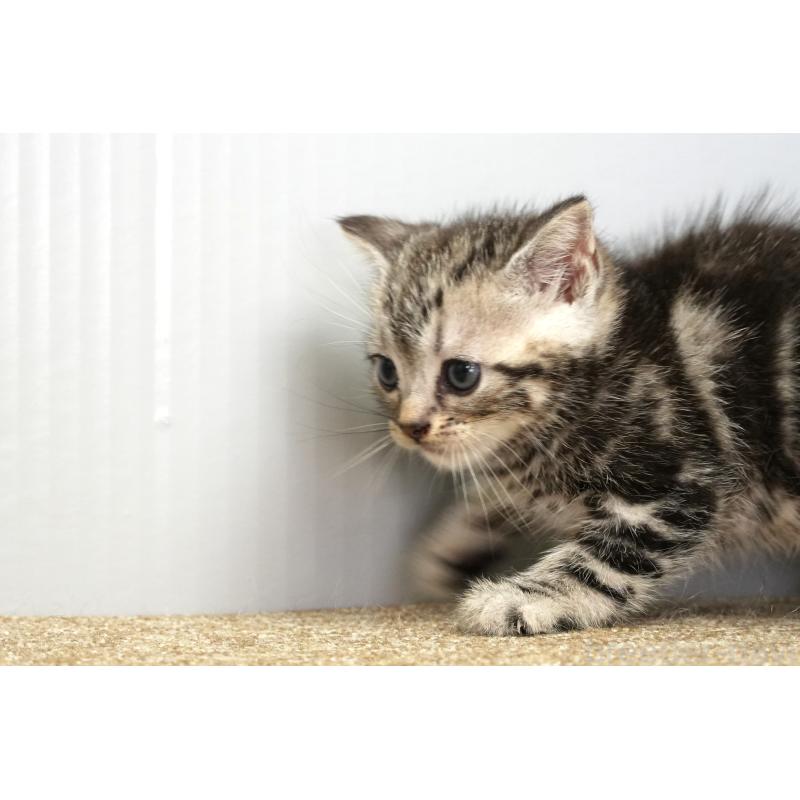 販売中の埼玉県のアメリカンショートヘア-131330の3枚目