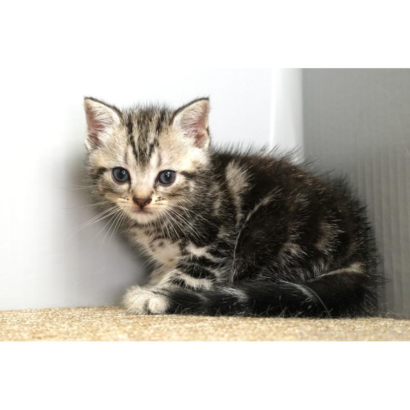 販売中の埼玉県のアメリカンショートヘア-131330の2枚目