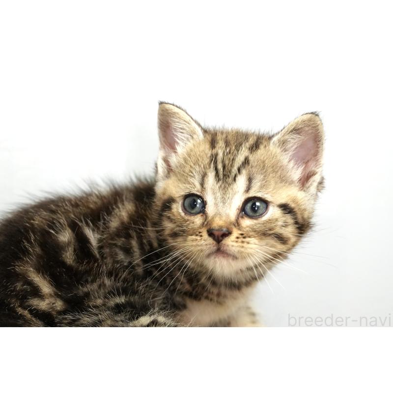 販売中の埼玉県のアメリカンショートヘア-131332の11枚目