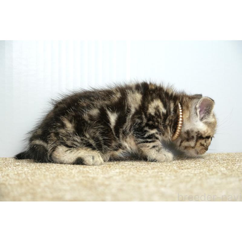 販売中の埼玉県のアメリカンショートヘア-131332の9枚目