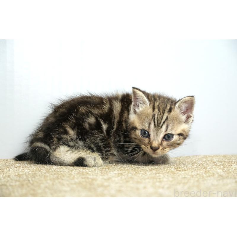 販売中の埼玉県のアメリカンショートヘア-131332の8枚目