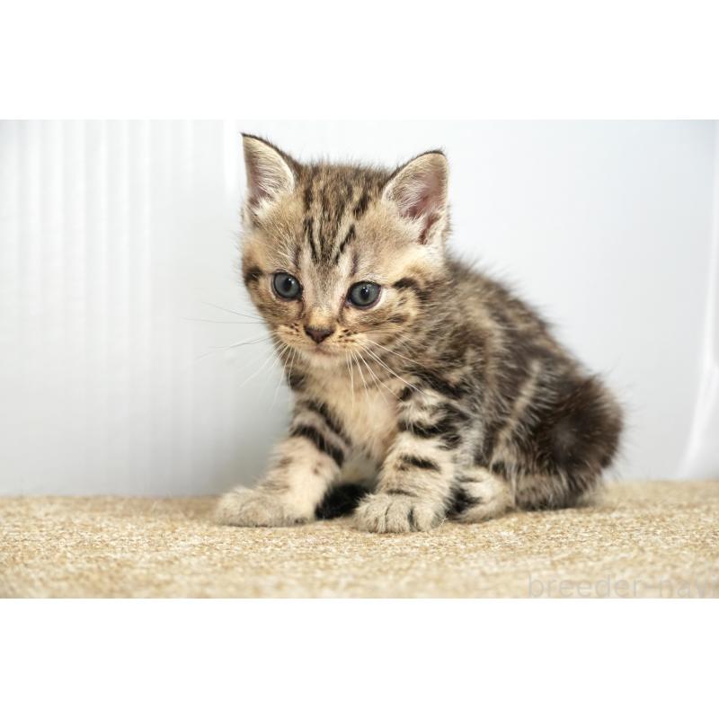 販売中の埼玉県のアメリカンショートヘア-131332の7枚目