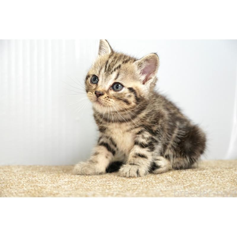 販売中の埼玉県のアメリカンショートヘア-131332の6枚目