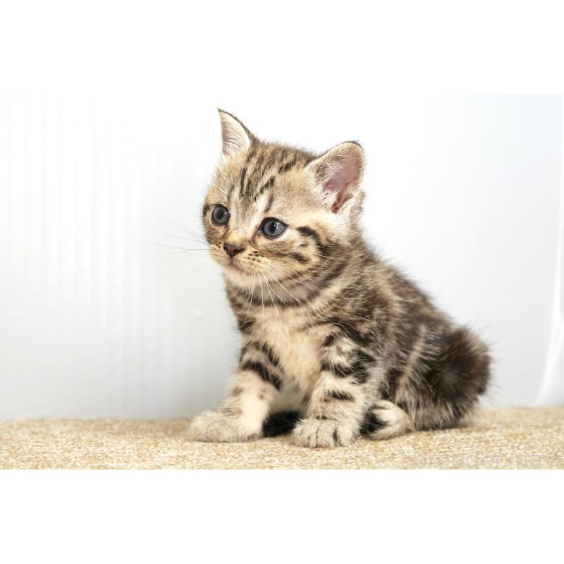 販売中の埼玉県のアメリカンショートヘア-131332の5枚目