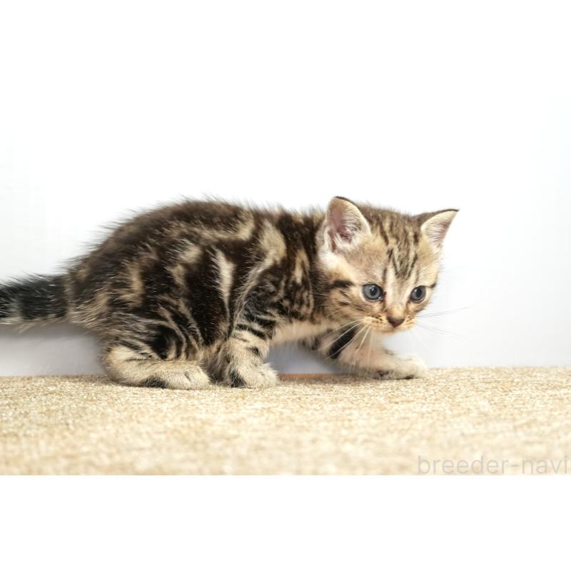 販売中の埼玉県のアメリカンショートヘア-131332の4枚目