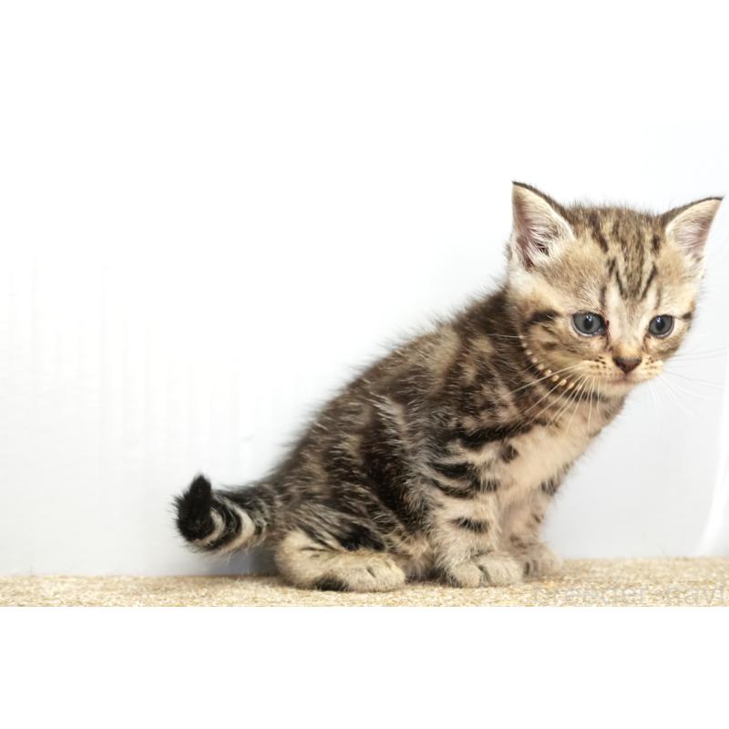 販売中の埼玉県のアメリカンショートヘア-131332の2枚目