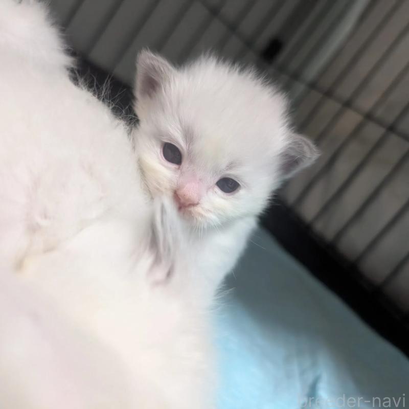 販売中の北海道のラグドール-131333