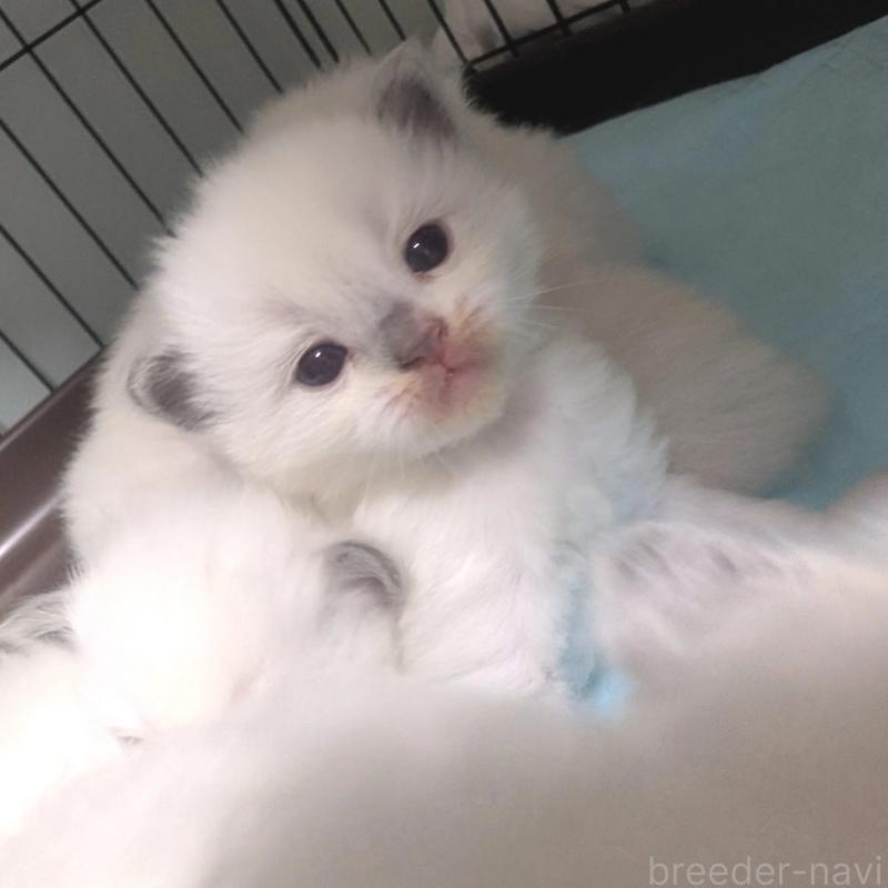 販売中の北海道のラグドール-131334の3枚目