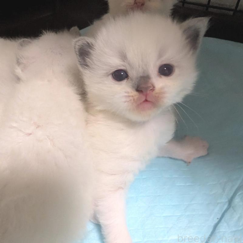 販売中の北海道のラグドール-131334の2枚目