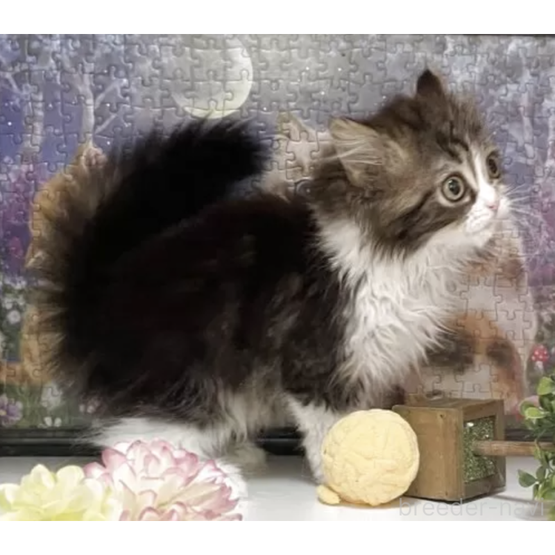 販売中の千葉県のマンチカン-131338の2枚目