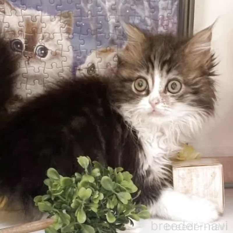 販売中の千葉県のマンチカン-131338の1枚目