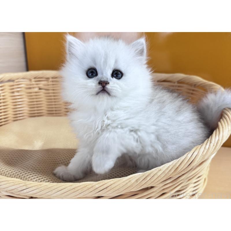 販売中の新潟県のペルシャ(チンチラ)-131339の5枚目