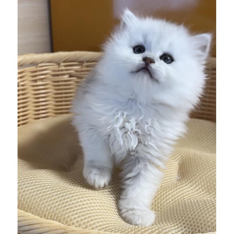 販売中の新潟県のペルシャ(チンチラ)-131339の4枚目