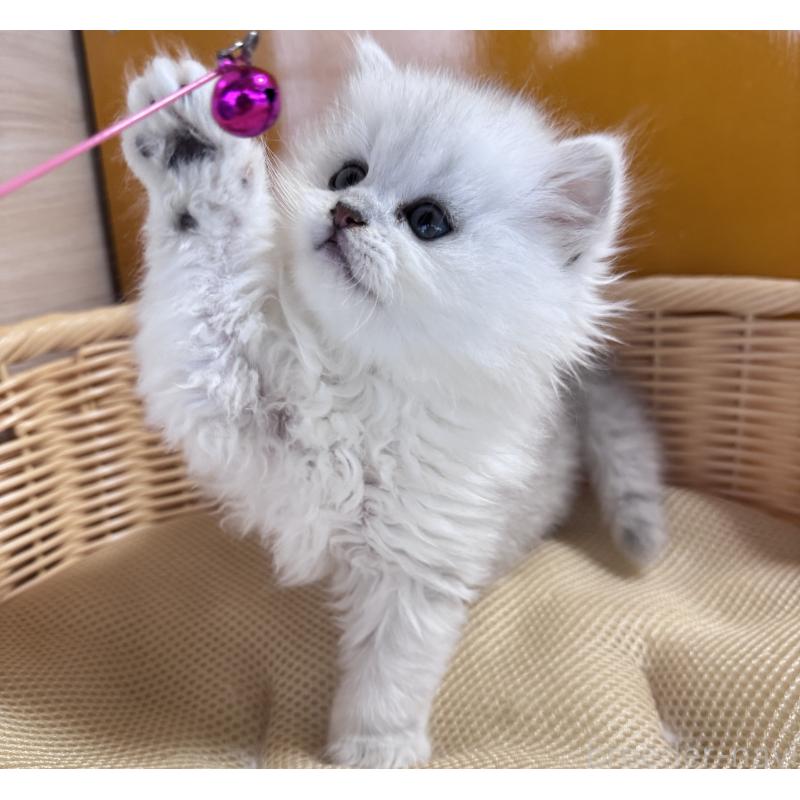 販売中の新潟県のペルシャ(チンチラ)-131339の3枚目