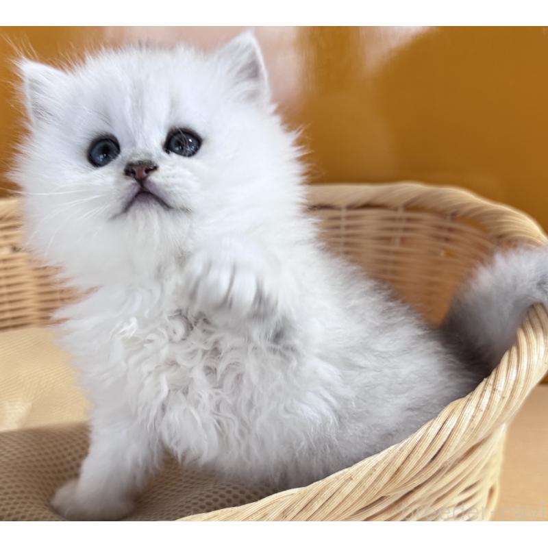 販売中の新潟県のペルシャ(チンチラ)-131339の2枚目