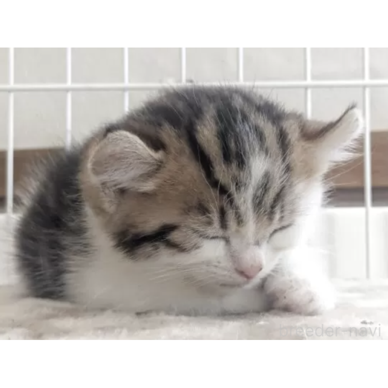 販売中の鹿児島県のミックス-131340の3枚目