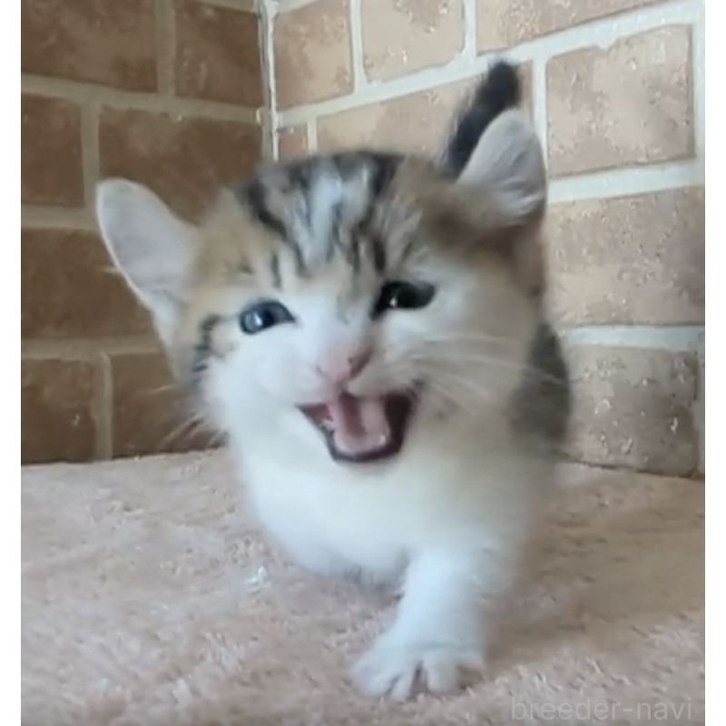 販売中の鹿児島県のミックス-131340の2枚目