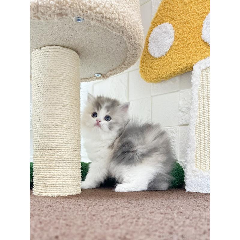 販売中の三重県のミヌエット-131341の5枚目