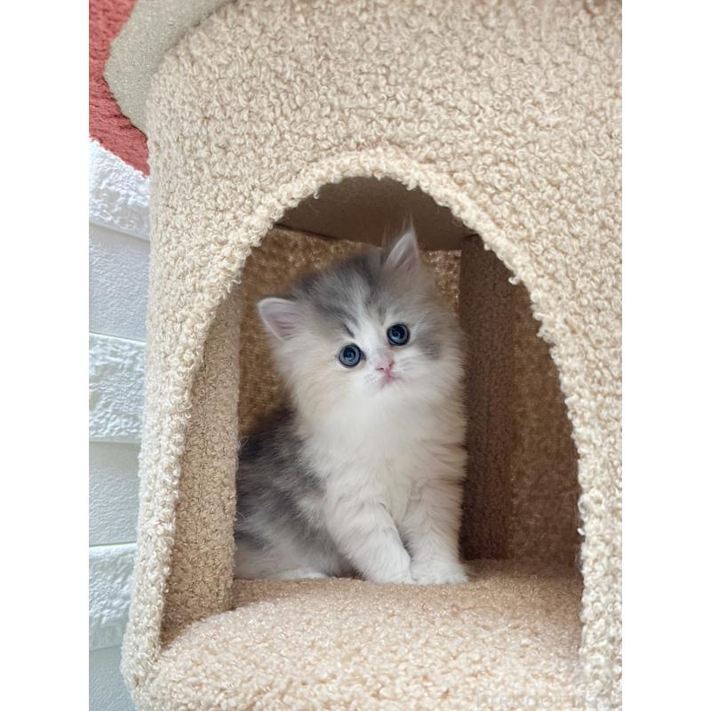 販売中の三重県のミヌエット-131341の4枚目