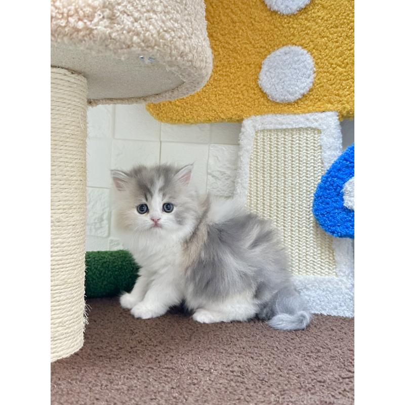 販売中の三重県のミヌエット-131341の3枚目