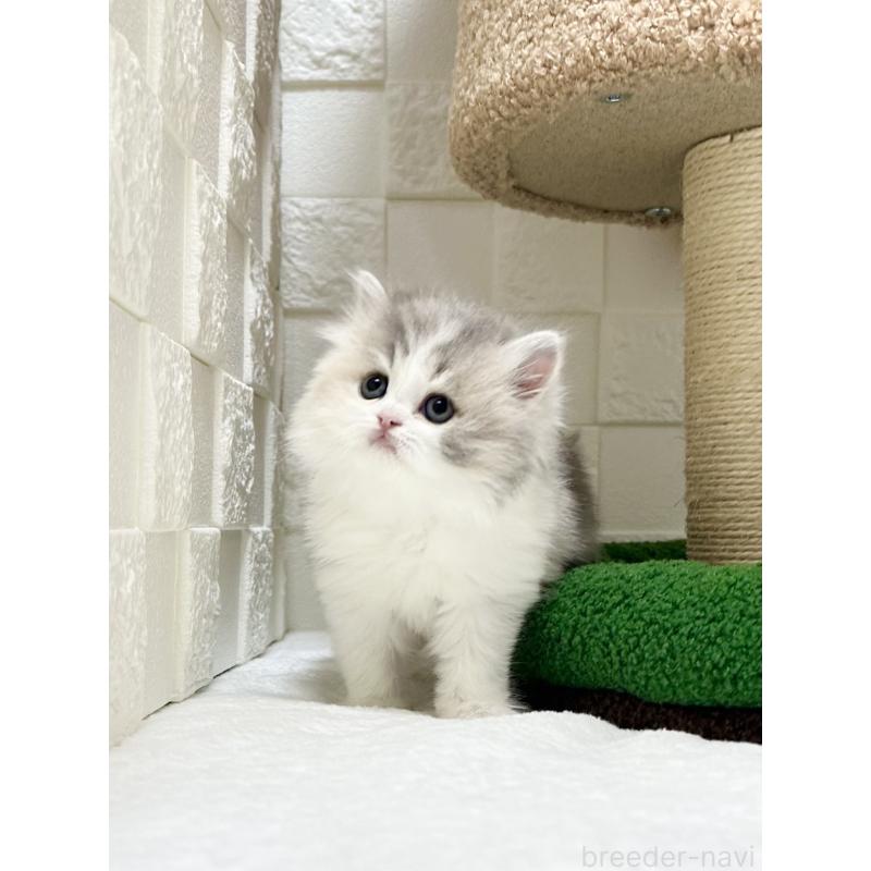 販売中の三重県のミヌエット-131341の2枚目