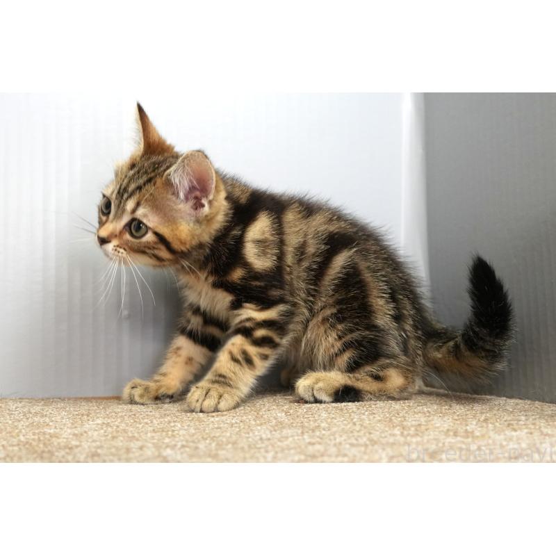 販売中の埼玉県のアメリカンショートヘア-128339の8枚目