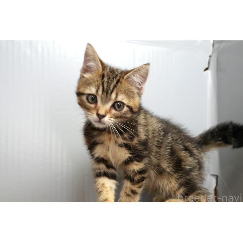 販売中の埼玉県のアメリカンショートヘア-128339の7枚目