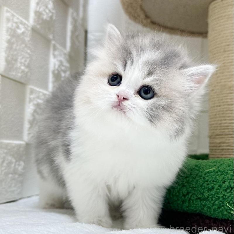 販売中の三重県のミヌエット-131341の1枚目