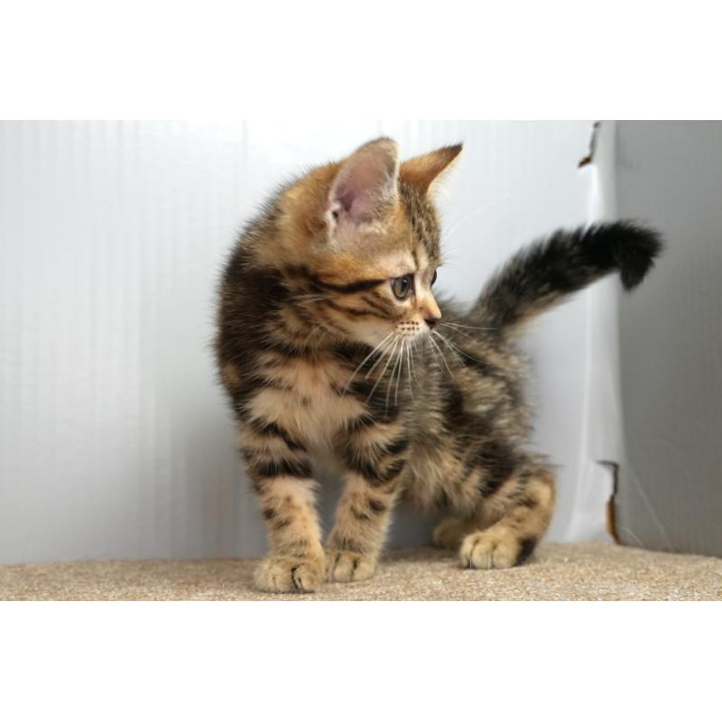 販売中の埼玉県のアメリカンショートヘア-128339の6枚目