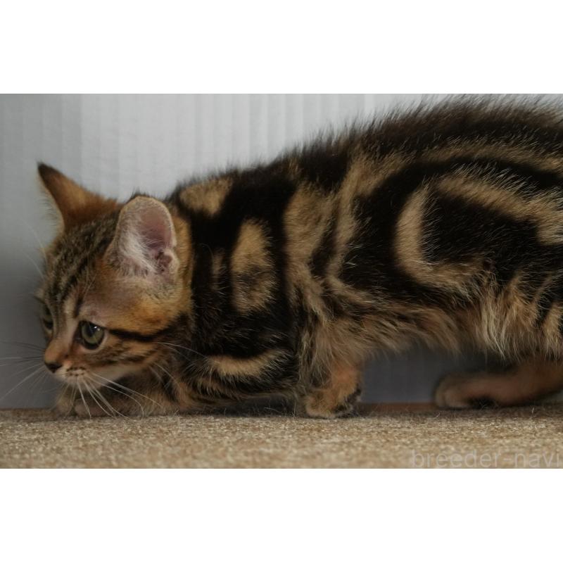 販売中の埼玉県のアメリカンショートヘア-128339の5枚目